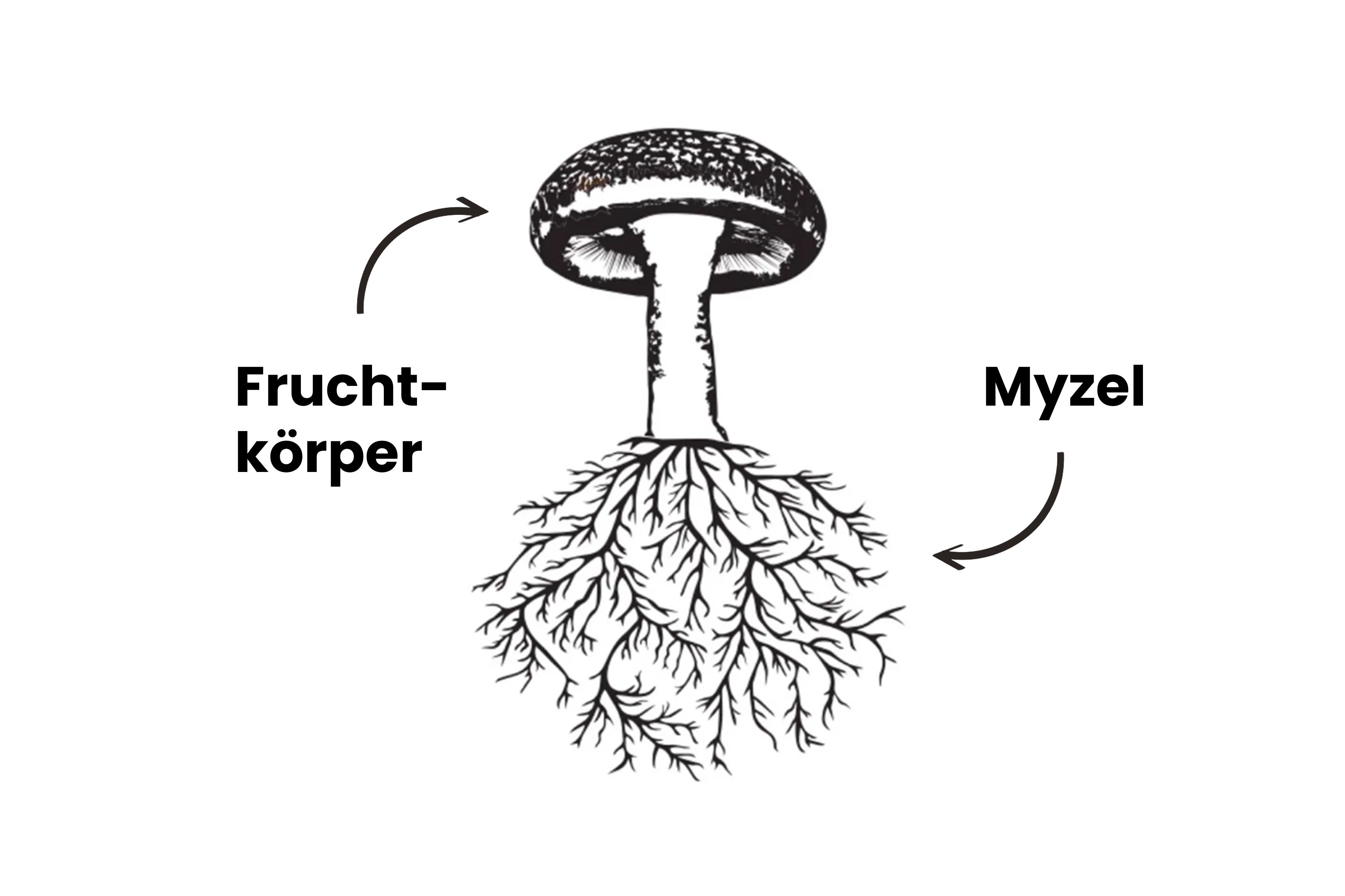 Die faszinierende Welt der Pilze: Einblick in Fruchtkörper und Myzel