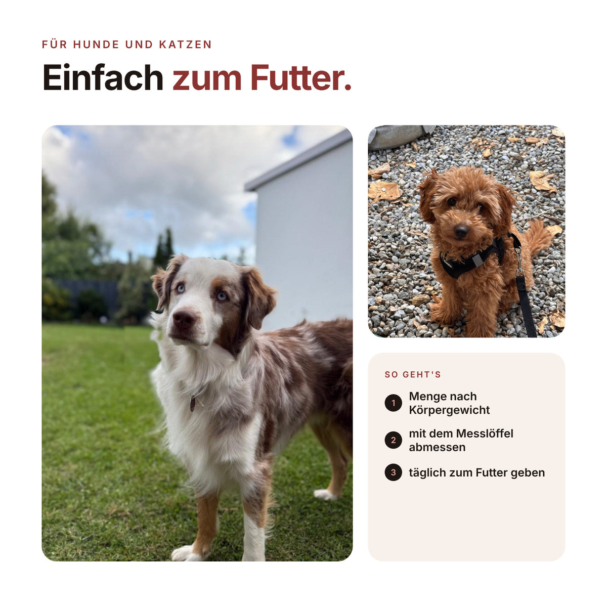 SHROOMY Vitalpilze – Zur Unterstützung von Verdauung und Wohlbefinden bei Hunden & Katzen