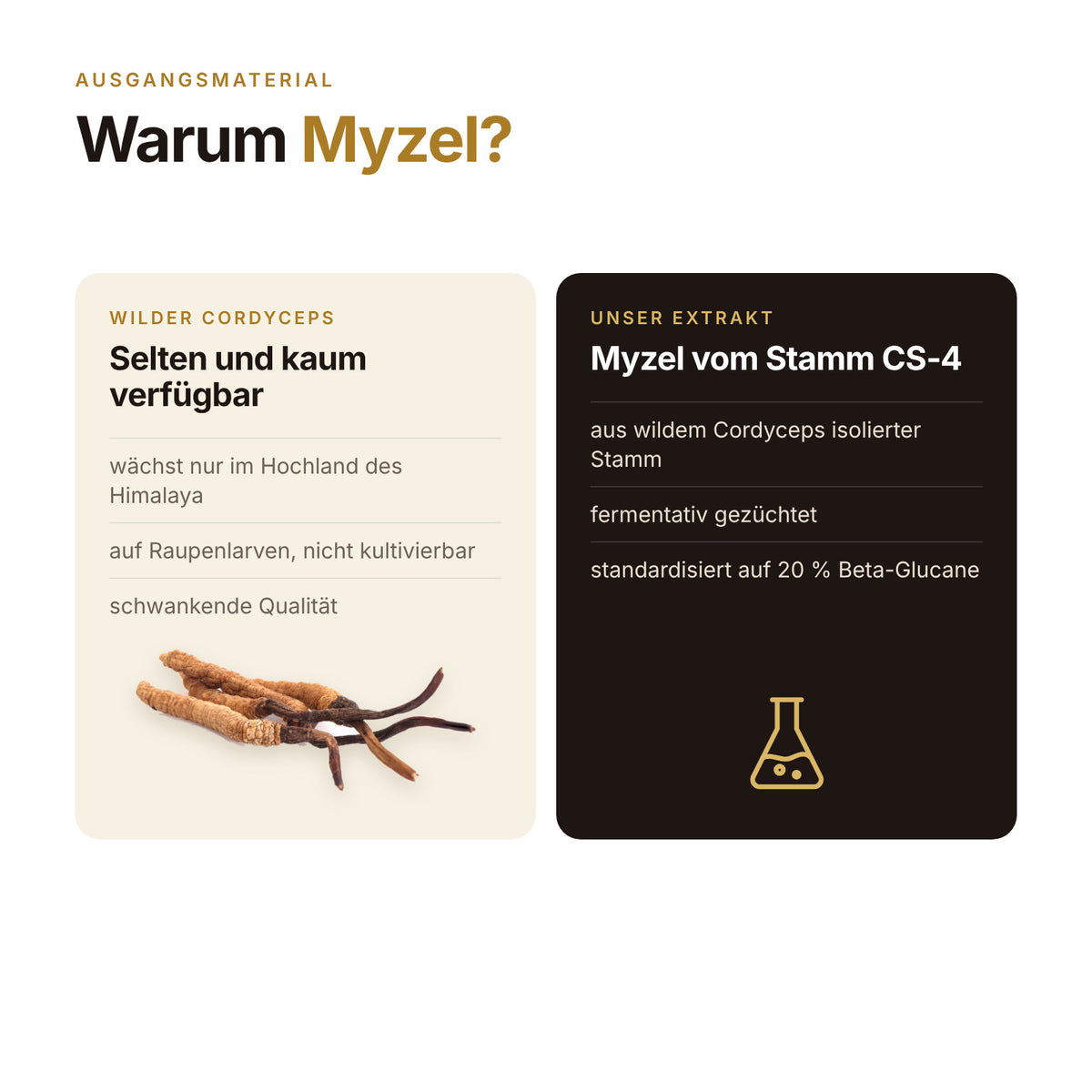 Cordyceps Kapseln