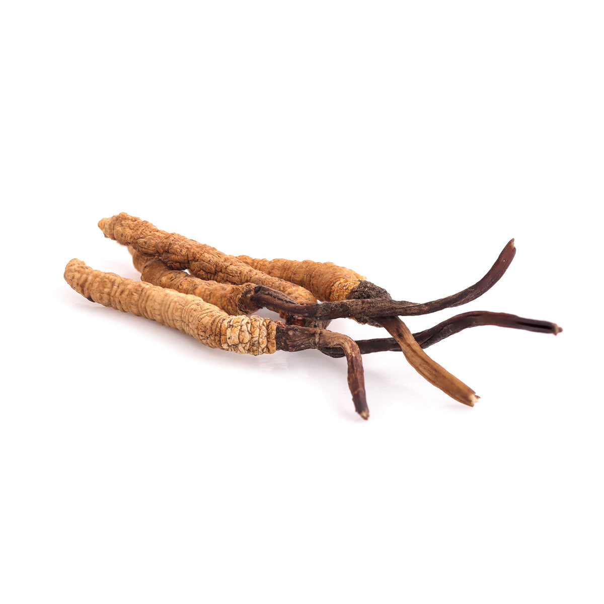 Cordyceps Kapseln Big Pack