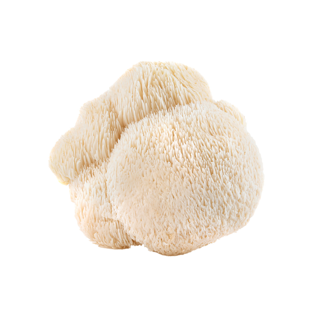 Lions Mane Kapseln Big Pack