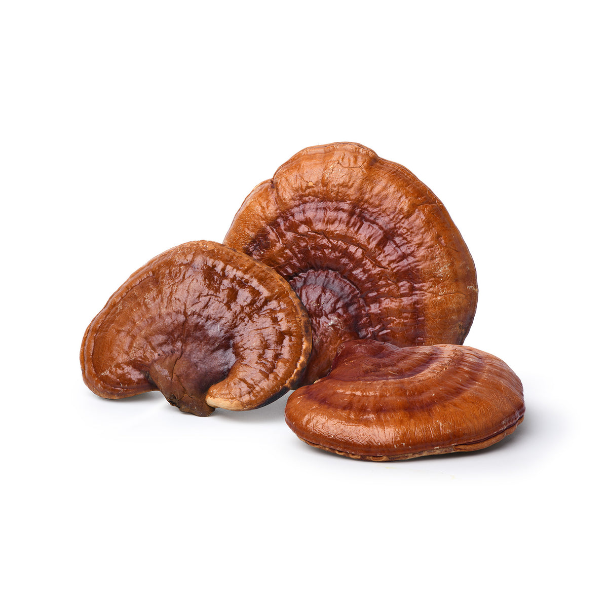 Reishi Kapseln Big Pack